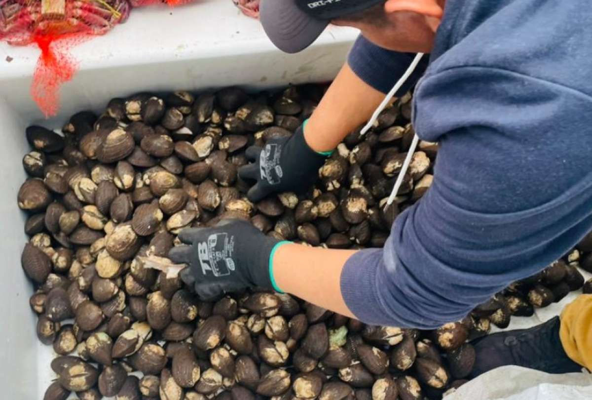 ¡Por aire! Se quería exportar cargamento ilegal de conchas y cangrejos.