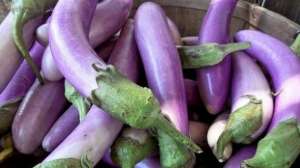 Bangladesh integra la lista de pa&iacute;ses que aprueban el comercio de productos transg&eacute;nicos. En 2013 autoriz&oacute; el cultivo de berenjenas BT (contra insectos). Tomada de internet