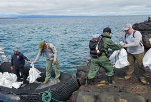 1.500 iguanas terrestres regresan a su hábitat natural en la Isla Santiago