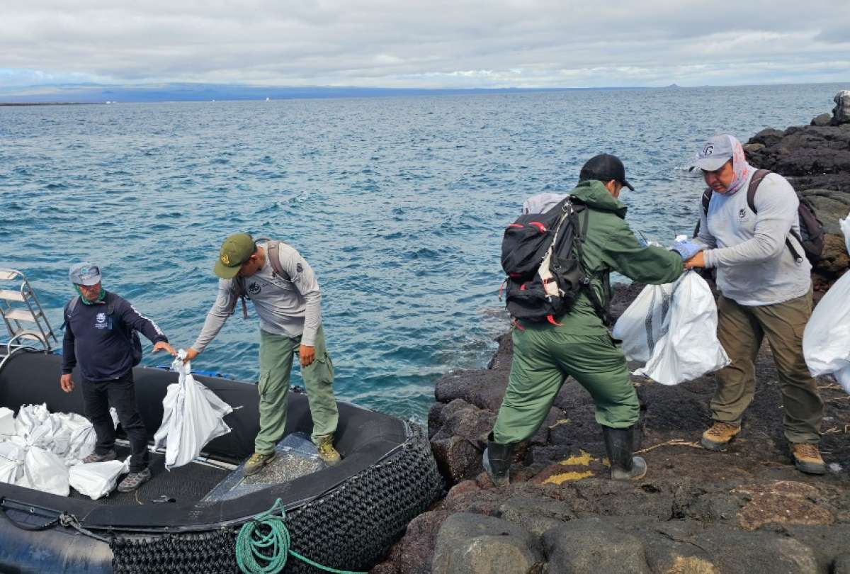 1.500 iguanas terrestres regresan a su hábitat natural en la Isla Santiago