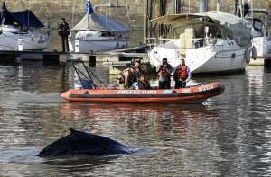 El animal pudo ser visto por cientos de turistas mientras se movilizaba cerca de un grupo de veleros. Foto: Agencia AFP