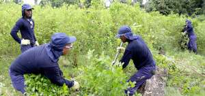 Colombia inici&oacute; desde finales de 2016 el plan para terminar con los cultivos ilegales de coca de forma voluntaria o erradicaci&oacute;n forzosa.