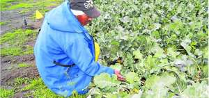 Los agricultores cotopaxenses creen que los brocoleros lanzaron productos qu&iacute;micos a las nubes para que no lloviera y as&iacute; favorecer a ese vegetal.     