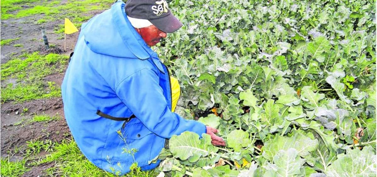 Los agricultores cotopaxenses creen que los brocoleros lanzaron productos qu&iacute;micos a las nubes para que no lloviera y as&iacute; favorecer a ese vegetal.     
