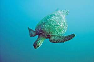 Las tortugas no est&aacute;n solas