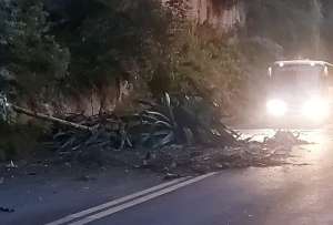 Un deslizamiento de tierra y desprendimiento de material vegetal se reportaron sobre la avenida Oswaldo Guayasamín.