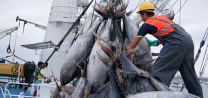 La pesca y acuacultura son los sectores en donde se registr&oacute; mayor cantidad de contratos laborales. 