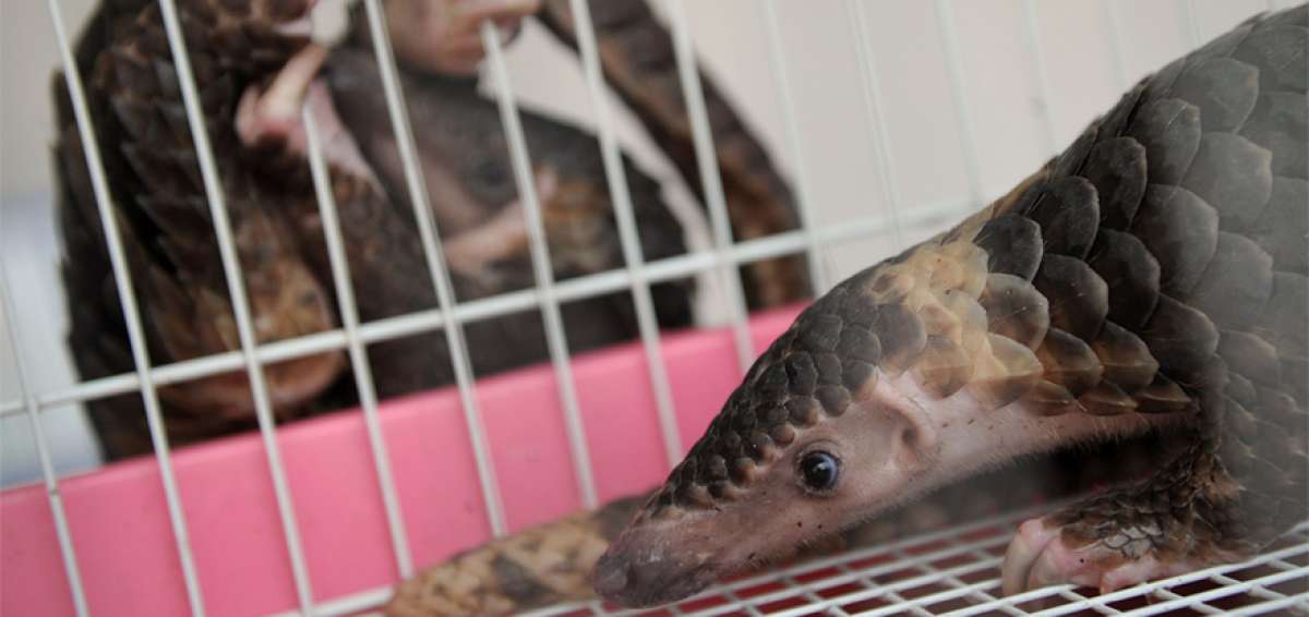 Los pangolines amenazados por la caza furtiva pueden tomar un respiro