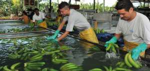 El empleo vulnerable afecta a 1.500 millones de personas