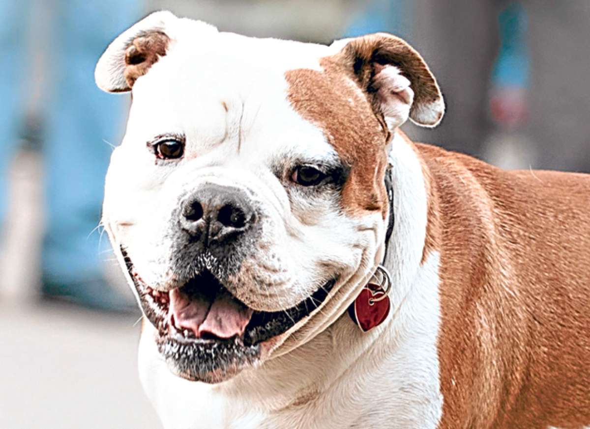 Los perros callejeros abundan alrededor del R&eacute;plica Mont&uacute;far