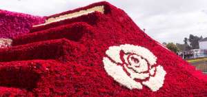 Para evitar que las rosas perezcan se vigilar&aacute; el buen funcionamiento del sistema de riego por goteo que se instal&oacute; como parte del dise&ntilde;o.