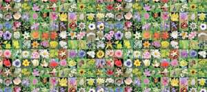 Las Flores de Bach y los signos: los doce curadores