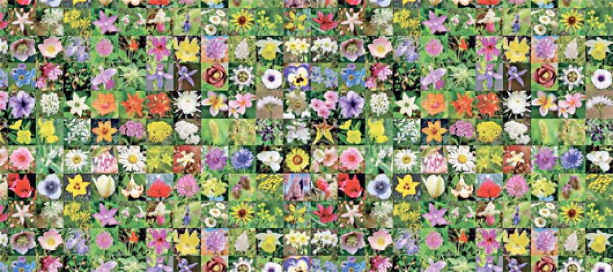 Las Flores de Bach y los signos: los doce curadores