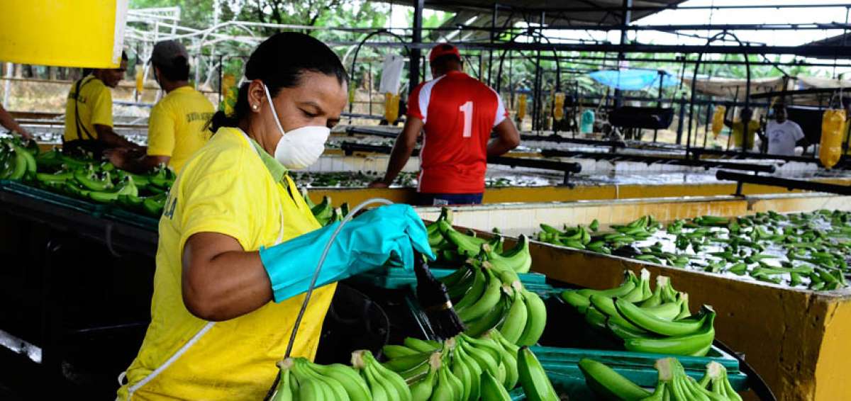 Los productores esperan que los exportadores respeten el nuevo precio de la fruta.