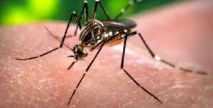 MSP emite alerta epidemiol&oacute;gica sobre virus Zika