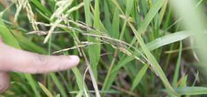 La mala aplicaci&oacute;n de fungicidas constituye un factor que disminuye la productividad del cultivo.