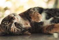 Keci, la gata que se relaja con melodías turcas.
