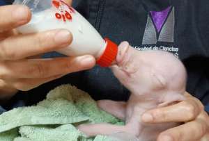 El proyecto fue desarrollado por especialistas de la Facultad de Ciencias Veterinarias de la Universidad de Buenos Aires (UBA).