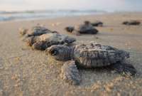 Ministerio de Ambiente iniciará acciones legales por evento que puso en riesgo a tortugas marinas en Playas