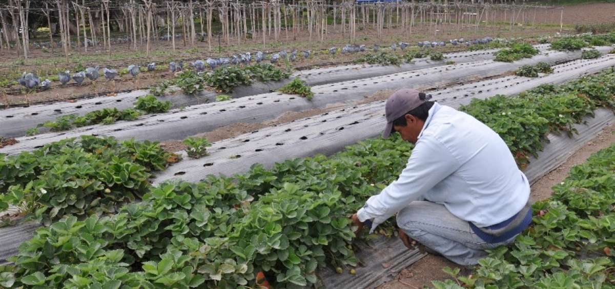 Manuel Chancosa, socio de Asosaneur, se dedica a la producci&oacute;n, procesamiento, industrializaci&oacute;n y comercializaci&oacute;n de vegetales y hortalizas org&aacute;nicas en el cant&oacute;n San Miguel de Urcuqu&iacute;.