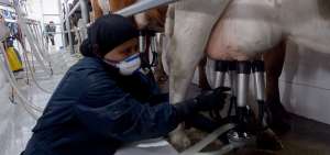 En la comunidad de Huagrabamba, un total de 75 socios invirtieron en una planta de producci&oacute;n de leche, la cual entregan a la empresa Nestl&eacute;. 
