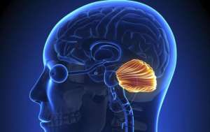 El cerebro usa estrategias para la supervivencia