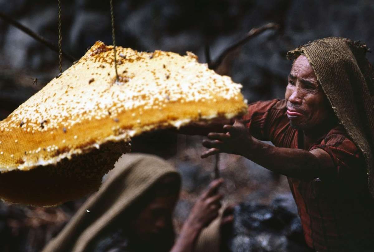 La miel loca se obtiene en las monta&ntilde;as del noreste de T&uuml;rkiye. 