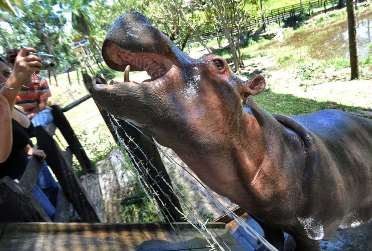 India tambi&eacute;n ofreci&oacute; apoyo para trasladarlos a santuarios y zool&oacute;gicos fuera del pa&iacute;s.