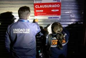 Conozca más detalles sobre las peleas de gallos en la capital 