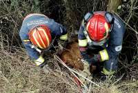 Bomberos de Quito rescataron a un ternero de una quebrada