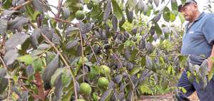 El araz&aacute; tiene un &aacute;rbol peque&ntilde;o y sus frutos maduros son de color amarillo. De aspecto muy parecido al durazno, se consume preparado en batidos y mermeladas. Karly Torres / El Tel&eacute;grafo