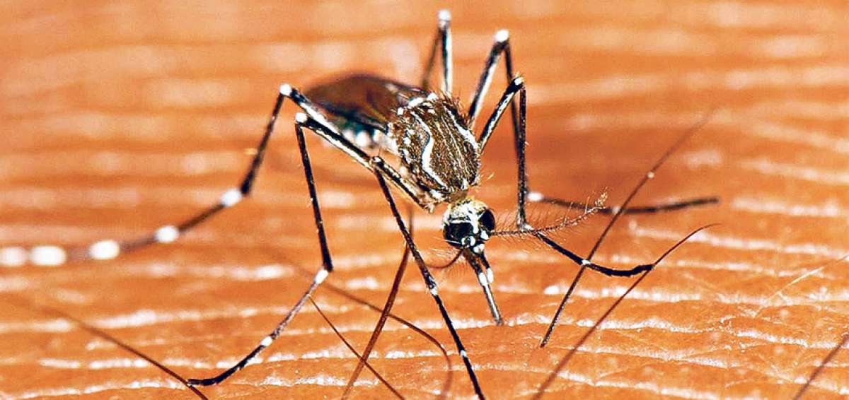 Una de las formas de contagio de la fiebre amarilla es por la picadura del mosquito Aedes Aegypti (foto) y la otra por mosquitos Sabethes.