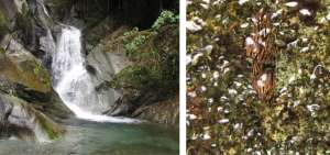 Una de las nuevas especies, la Atanatolica decouxi, fue hallada en el Bosque Protector de los Cedros, en la provincia de Imbabura y no se encuentra en ninguna otra parte ni de Ecuador ni del mundo.