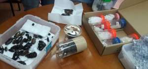 Los insectos se encontraban en cajas y dispositivos de pl&aacute;stico. 