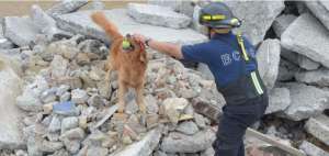Cuando el can halla la persona, el gu&iacute;a (que conforma un binomio con el animal) le entrega la pelota. As&iacute; el perro asocia a la v&iacute;ctima con el juguete. As&iacute; el can asocia a la v&iacute;ctima con el juguete.Foto: Eduardo Escobar