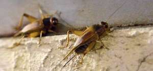 Municipio de Samborond&oacute;n fumigar&aacute; a los grillos y dem&aacute;s insectos