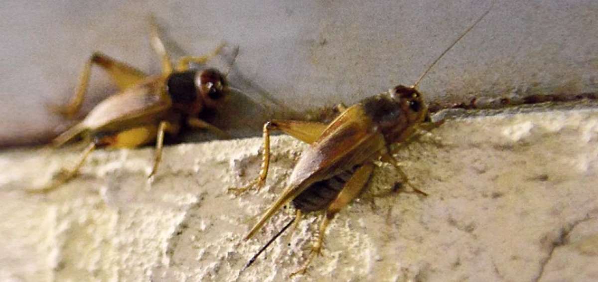 Municipio de Samborond&oacute;n fumigar&aacute; a los grillos y dem&aacute;s insectos