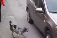 El animal impidió un asalto de la adolescente que caminaba por la calle. 