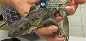M&aacute;s de 250 reptiles en maletas de 3 espa&ntilde;oles interceptados en Amsterdam