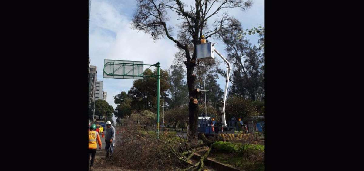 Municipio de Quito tala &aacute;rboles en riesgo de caer sobre la avenida Amazonas
