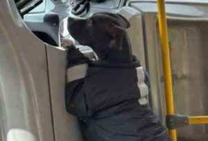 Una tierna perrita ayudante se volvi&oacute; viral por trabajar en un bus de Colombia.