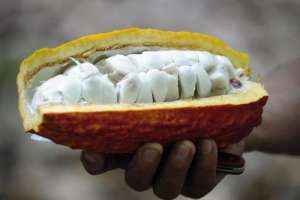 Un agricultor sostiene granos de CCN-51, cacao clonado ecuatoriano. Foto: AFP