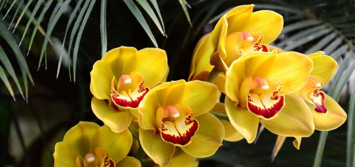 10 especies nuevas de orqu&iacute;deas se exhibir&aacute;n la pr&oacute;xima semana