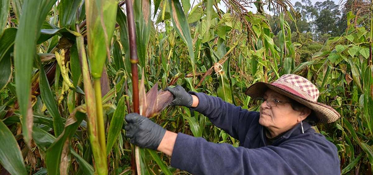 Martha Calder&oacute;n y su esposo, Jorge Ar&eacute;valo, producen la tierra seg&uacute;n el calendario agri-luni-solar que utilizaban los pueblos andinos hace siglos.