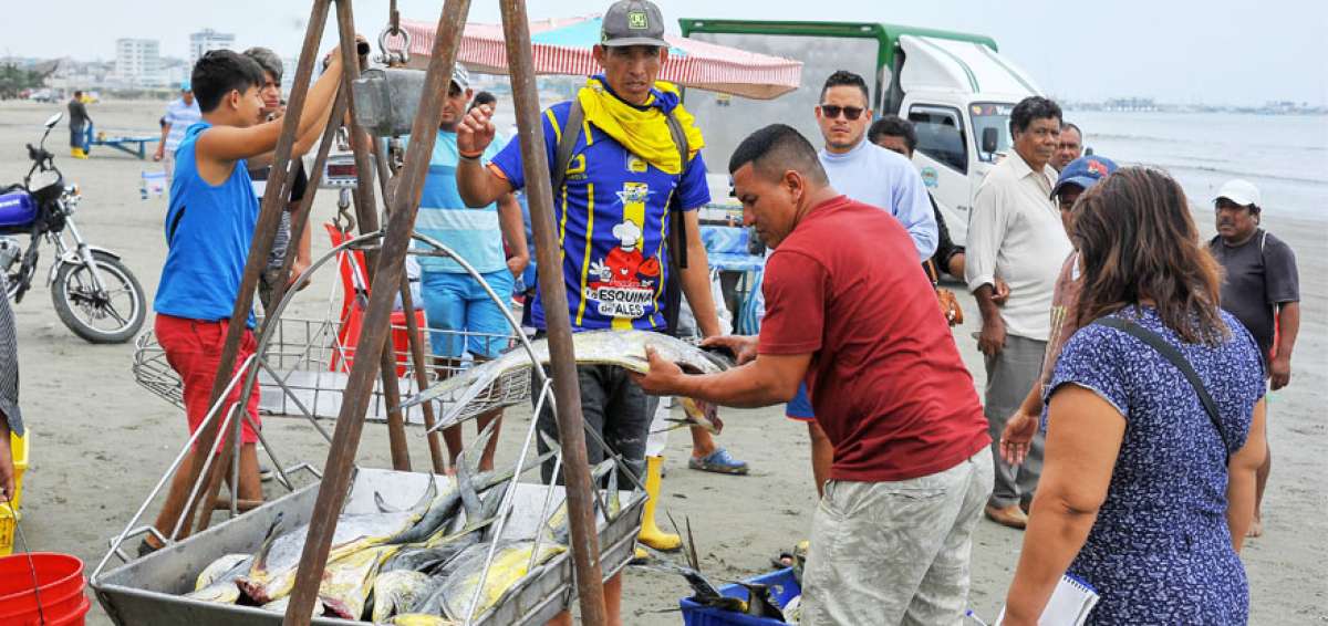En el sector Playita M&iacute;a de la parroquia Tarqui, en Manta, la compraventa de dorado empieza desde las 04:00 y se prolonga hasta las 12:30