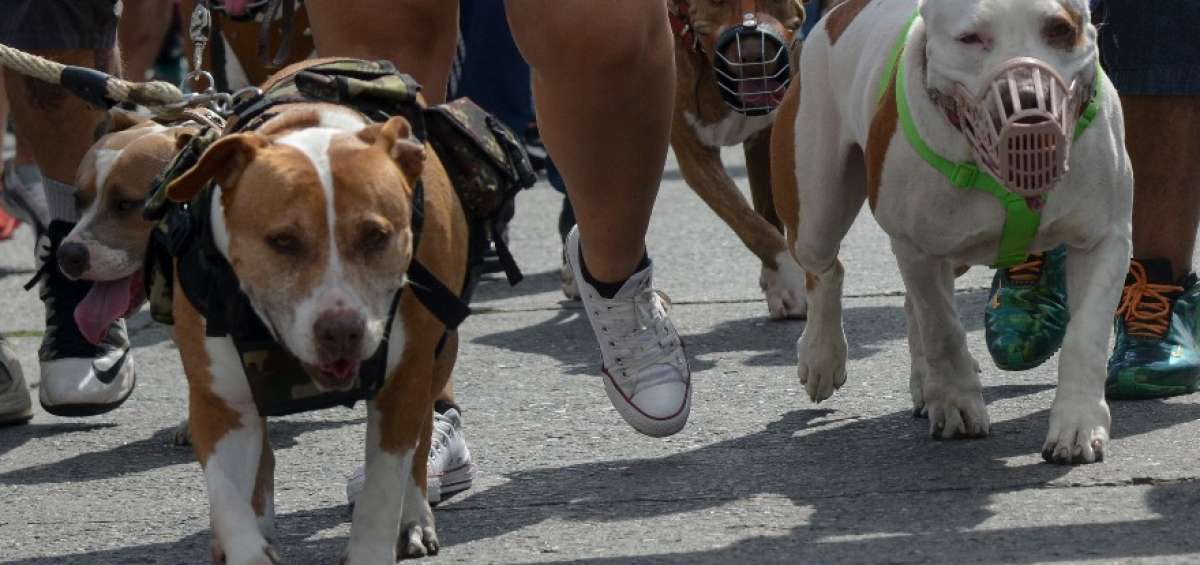 Activistas organizan un plant&oacute;n nacional contra el maltrato animal