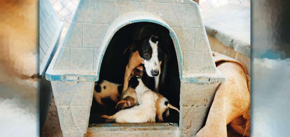 El objetivo es que los perros encuentren un hogar en el menor tiempo posible. Su paso por este lugar debe ser transitorio.