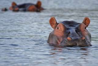 Los hipopótamos de Pablo Escobar forman parte de su zoológico. 
