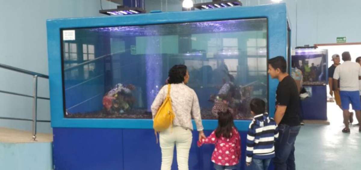 El Parque Marino Valdivia abre sus puertas desde hoy