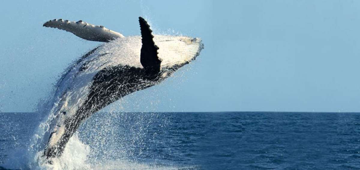 Desde la isla Santa Clara se observa el paso de ballenas
